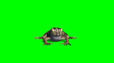 青蛙趴在地上正面照绿屏免抠像特效视频素材