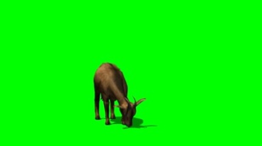 山羊吃东西绿幕免抠像特效视频素材