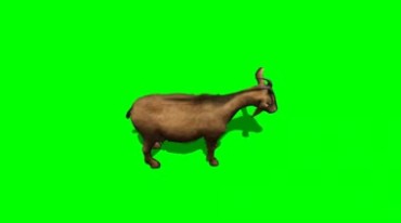 山羊吃草绿屏免抠像特效视频素材