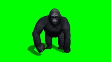 金刚黑猩猩走路绿幕免抠像特效视频素材