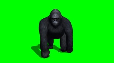 金刚黑猩猩走路绿幕免抠像特效视频素材