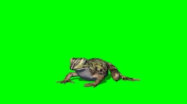 青蛙匍匐绿幕免抠像特效视频素材