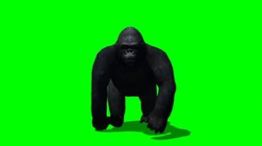 大猩猩四脚着地走来绿屏抠像特效视频素材