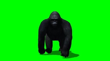 大猩猩四脚着地走来绿屏抠像特效视频素材