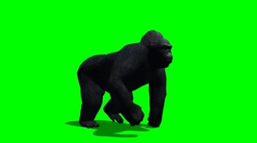 大黑猩猩行走姿态绿布抠像特效视频素材
