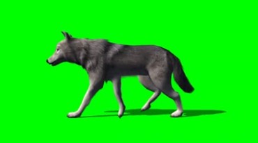 狼散步走路绿幕免抠像影视特效视频素材