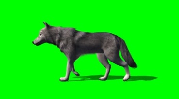 狼散步走路绿幕免抠像影视特效视频素材
