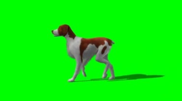 可爱小狗走路绿幕免抠像特效视频素材