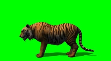 老虎吃食绿幕免抠像影视特效视频素材