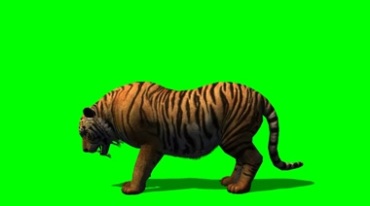 老虎吃食绿幕免抠像影视特效视频素材