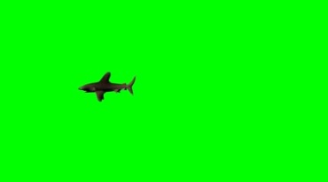 鲨鱼游弋绿幕免抠像特效视频素材