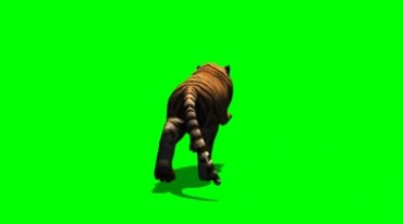 老虎奔跑背影绿幕免抠像影视特效视频素材