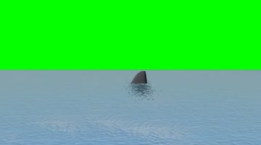 鲨鱼露出水面鱼鳍游弋绿幕免抠像特效视频素材