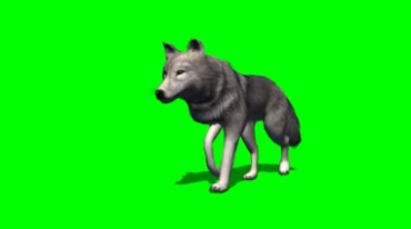狼悠闲走路姿态绿幕免抠像影视特效视频素材