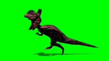 斗篷蜥蜴伞蜥直立奔跑绿幕免抠像特效视频素材
