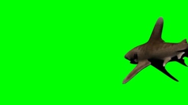 鲨鱼游弋巡游绿幕免抠像影视特效视频素材