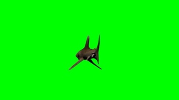 鲨鱼游弋巡游绿幕免抠像影视特效视频素材