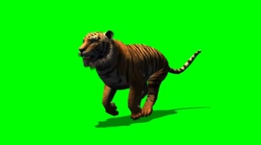 猛虎老虎奔跑绿幕免抠像特效视频素材