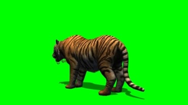 老虎吃东西进食物绿幕免抠像影视特效视频素材