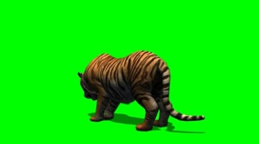 老虎吃东西进食物绿幕免抠像影视特效视频素材