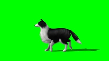 边境牧羊犬行走跑动完美身姿绿幕免抠像特效视频素材