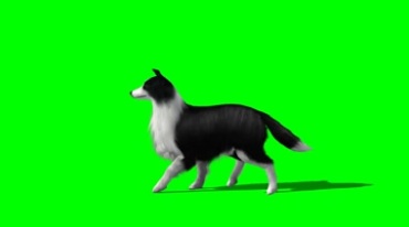 边境牧羊犬行走跑动完美身姿绿幕免抠像特效视频素材