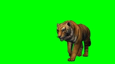 老虎行走多角度视角绿幕免抠像影视特效视频素材