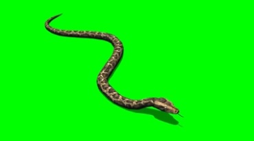 大蛇游动身姿绿幕免抠像影视特效视频素材