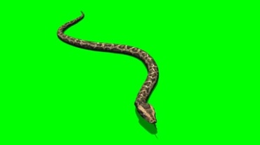 大蛇游动身姿绿幕免抠像影视特效视频素材