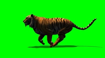 老虎奔跑身体步伐绿幕免抠像影视特效视频素材