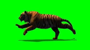 老虎奔跑身体步伐绿幕免抠像影视特效视频素材
