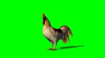 漂亮的公鸡大红鸡冠绿幕免抠像影视特效视频素材
