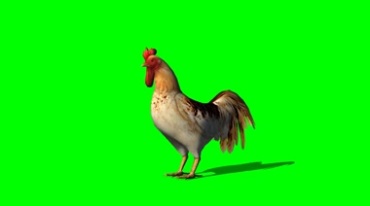 漂亮的公鸡大红鸡冠绿幕免抠像影视特效视频素材