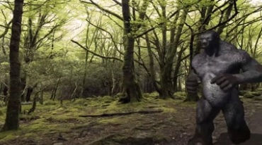树林中行走的大猩猩视频素材