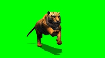 老虎奔跑正面姿态绿幕免抠像影视特效视频素材