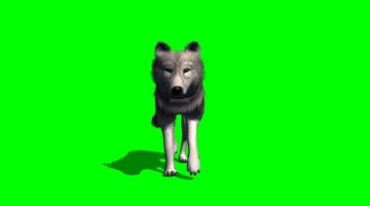 狼迎面走来正面前脸绿幕抠像影视特效视频素材