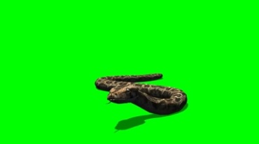 蛇昂头爬行绿幕免抠像影视特效视频素材