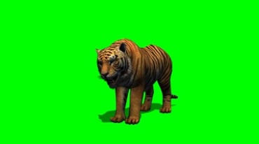老虎低头吃食物绿幕免抠像影视特效视频素材