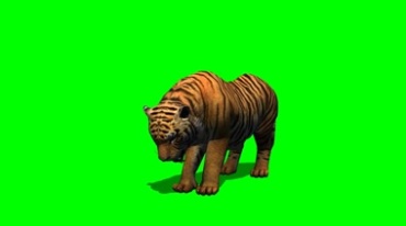 老虎低头吃食物绿幕免抠像影视特效视频素材