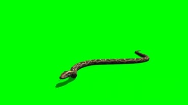 蛇游动爬行绿屏免抠像影视特效视频素材