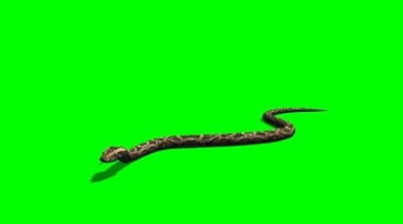 蛇游动爬行绿屏免抠像影视特效视频素材