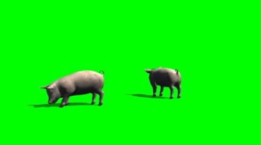 小猪绿幕免抠像影视特效视频素材