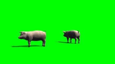 小猪绿幕免抠像影视特效视频素材