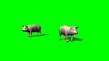 两只猪仔小猪绿幕免抠像特效视频素材