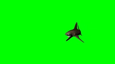 大鲨鱼游动绿幕免抠像特效视频素材