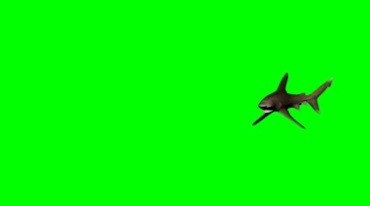 大鲨鱼游动绿幕免抠像特效视频素材