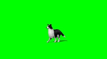 牧羊犬行走多角度绿幕免抠像影视特效视频素材