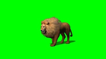 狮子雄狮行走绿幕免抠像影视特效视频素材