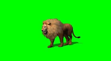 狮子雄狮行走绿幕免抠像影视特效视频素材