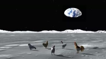 月球上鸡在觅食视频素材